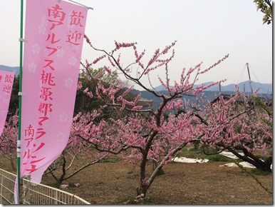 スタート地点桃の花