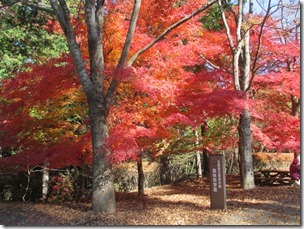 IMG_8112 IMG_8112