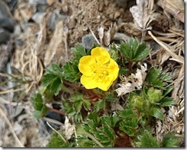 523小屋付近開花情報