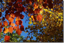 紅葉4