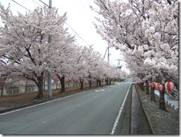 憩いの桜並木 (３)