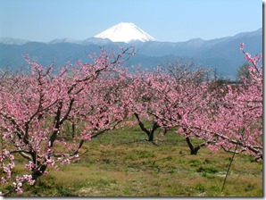 桃の花と富士山1 桃の花と富士山1