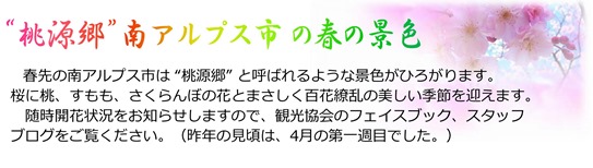 桜　トップ
