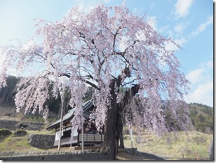DSCF4409