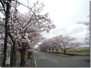 いこいの桜