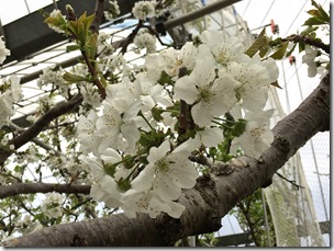IMG_4328
