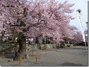 DSC00203