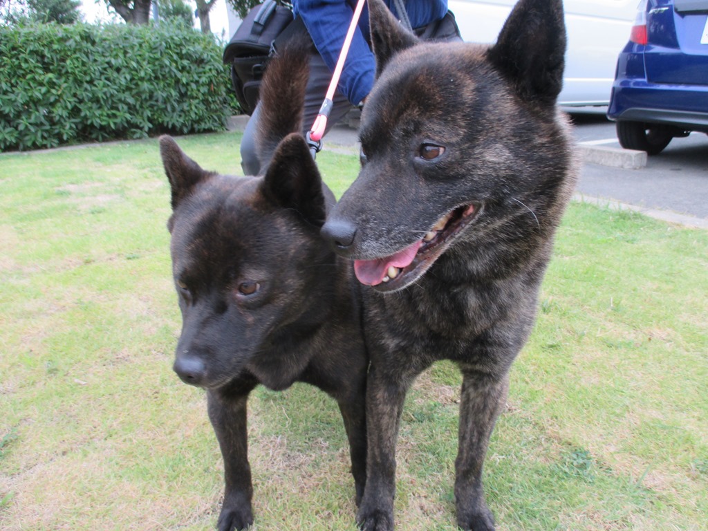 わんちゃんたちが大集合！ | 一般社団法人 南アルプス市観光協会