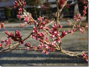 DSC00013 DSC00013