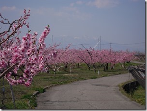 桃と八ヶ岳３