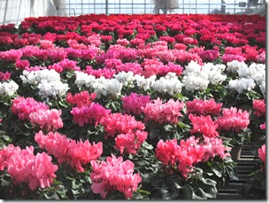 IMG_4297 IMG_4297