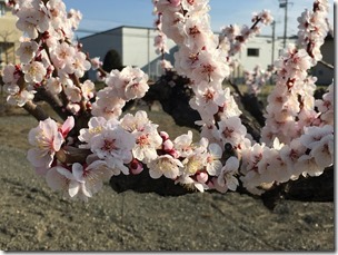 IMG_3707