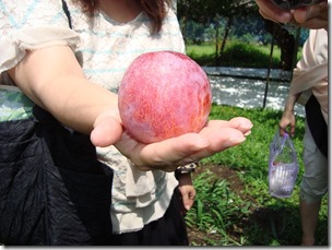 スモモの王様「貴陽」 | 一般社団法人 南アルプス市観光協会 スモモの王様「貴陽」 | 一般社団法人 南アルプス市観光協会