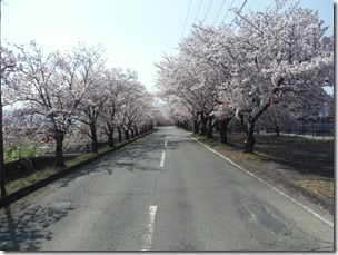 いこいの桜