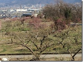 秋山地区のすもも畑
