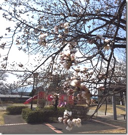 はーもにーぱーく1