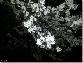 憩の桜５