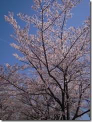 御勅使南公園４．１２④