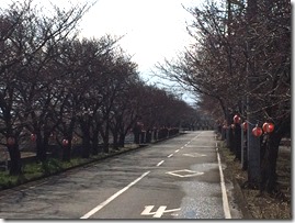 憩いの桜並木4