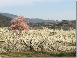 秋山地区すもも畑2